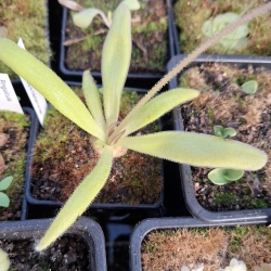 Pinguicula colimensis x Pinguicula calderoniae 