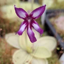 Pinguicula moranensis ,,Dúhovka "