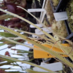 Pinguicula heterophylla s korisťou 