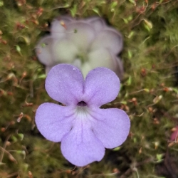 Pinguicula cyclosecta ,,Dulces Nombres "
