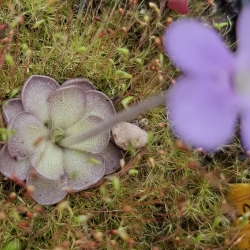 Pinguicula cyclosecta ,,Dulces Nombres "