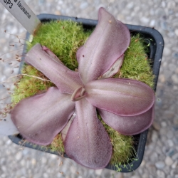 Pinguicula laueana SP3 