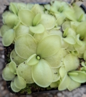 Pinguicula moranensis var. caudata x Pinguicula spec. Guatemala 