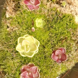 Pinguicula 