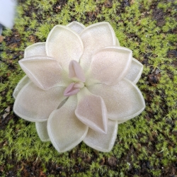 Pinguicula acuminata x Pinguicula ehlersiae 