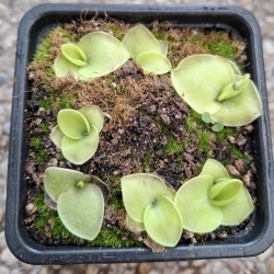 Pinguicula macrophylla 
