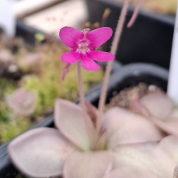 Pinguicula moranensis x Pinguicula zamudioana 