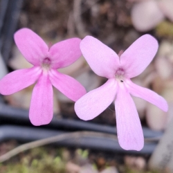 Pinguicula moranensis x Pinguicula zamudioana 