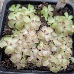 Pinguicula gracilis x Pinguicula rotundiflora 