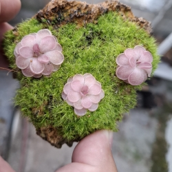 Pinguicula laueana x Pinguicula ehlersiae 