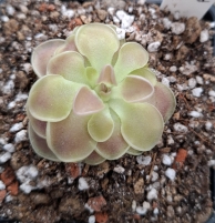 Pinguicula ehlersiae x Pinguicula acuminata 