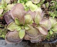 Pinguicula moranensis x Pinguicula zamudioana LE5 klon Staňa
