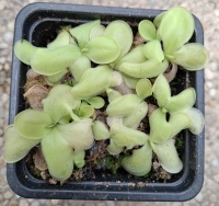 Pinguicula moranensis Huahuapan x Pinguicula moranensis,,Cyclamen "