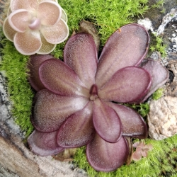 Pinguicula laueana SP3 a Pinguicula debbertiana 