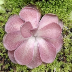 Pinguicula ,,Johanna "