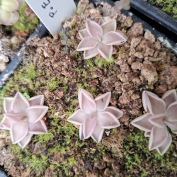 Pinguicula estrellita 
