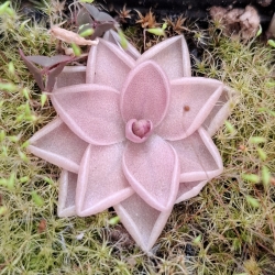 Pinguicula estrellita 
