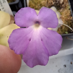 Pinguicula colimensis x Pinguicula cyclosecta