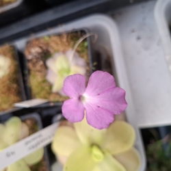 Pinguicula colimensis x Pinguicula cyclosecta