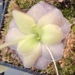 Pinguicula colimensis x Pinguicula cyclosecta