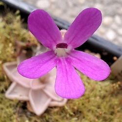 Pinguicula estrellita 