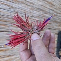 Tillandsia ionantha ,,Fire ''