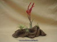 Tillandsia caputmedusae