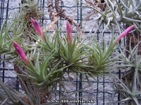 Tillandsia aeranthos 
