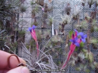 Tillandsia aeranthos 