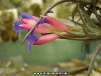 Tillandsia aeranthos 