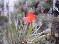 Tillandsia albertiana