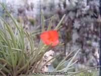 Tillandsia albertiana