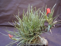 Tillandsia albertiana