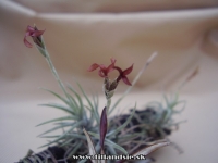 Tillandsia spiralipetala