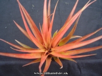 Tillandsia abdita