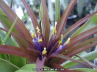 Tillandsia abdita