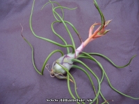 Tillandsia bulbosa