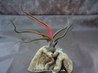 Tillandsia bulbosa