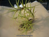 Tillandsia chartacea