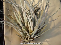 Tillandsia copanensis