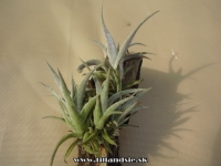 Tillandsia edithae