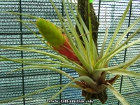Tillandsia fasciculata var.tricolor