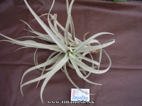 Tillandsia harrisii