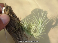 Tillandsia heteromorpha