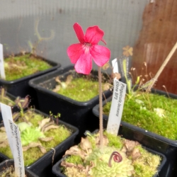 Pinguicula laueana 