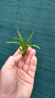 Tillandsia acostae