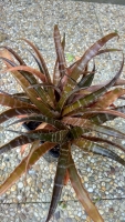 Cryptanthus fosterianus