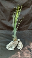 aranžmán 1rastlina, t. juncea