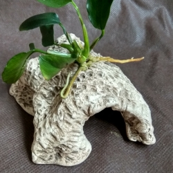 Úkryt s Anubias nana