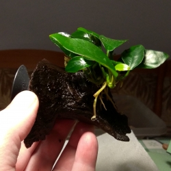 Anubias nana